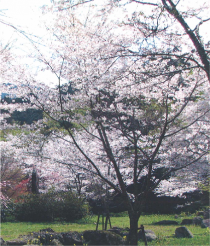 田川のその他 - 藤江氏魚楽園 | チクスキ