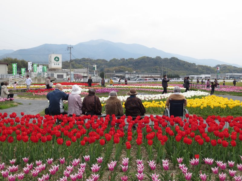 ４月　チューリップ園におでかけ♪