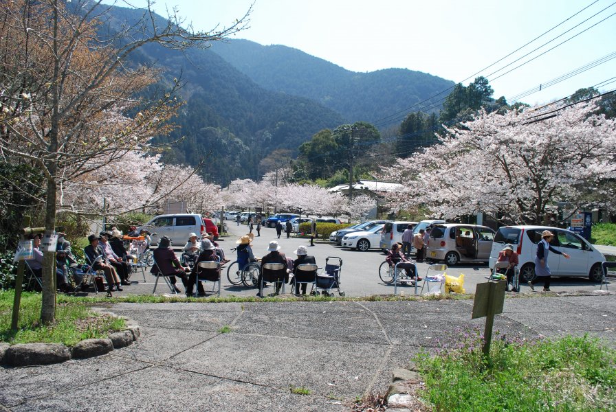 ３月　千石公園へお花見　みんなでお弁当を食べます。