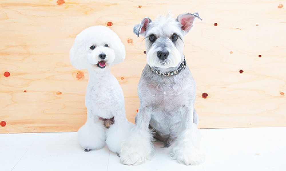 dog salon hina