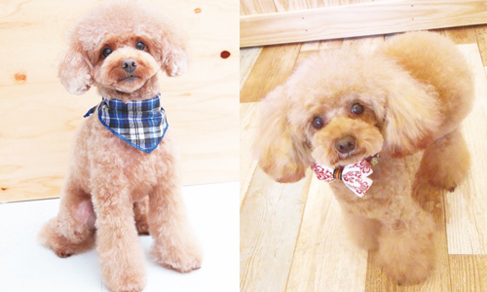 dog salon hina