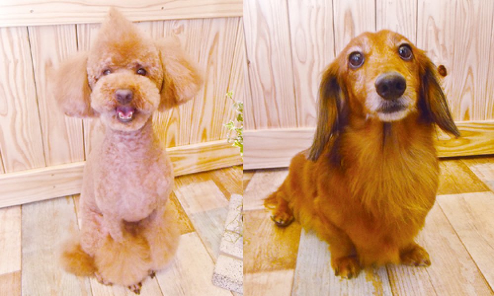 dog salon hina