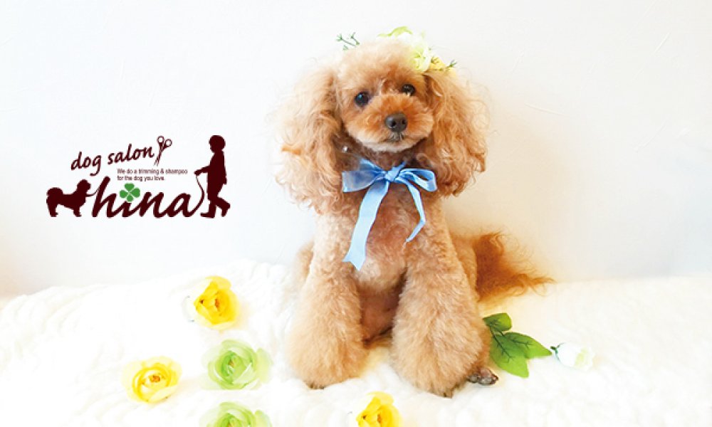 人気のウェービーヘアで愛犬をオシャレに変身！