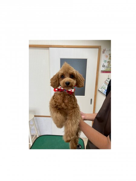 ﾘｳﾞｧｲ♥ﾓﾋｶﾝ