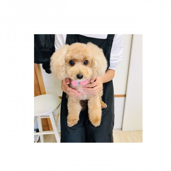 ｴﾘｰ♥ﾍﾞｱｰｶｯﾄ