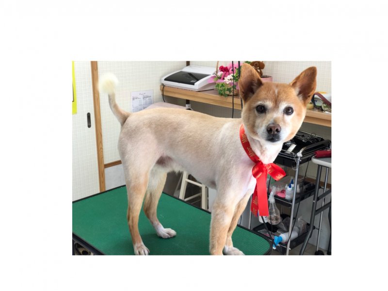 永吉♥ｻﾏｰｶｯﾄ