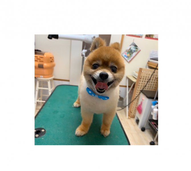 ｼﾞｬｯｷ♥豆柴ｶｯﾄ