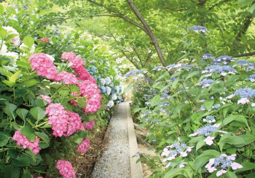 田川郡・糸田町「金山サクラ・アジサイ園」＿頭上の花園に、気づけばいつも見守られている。