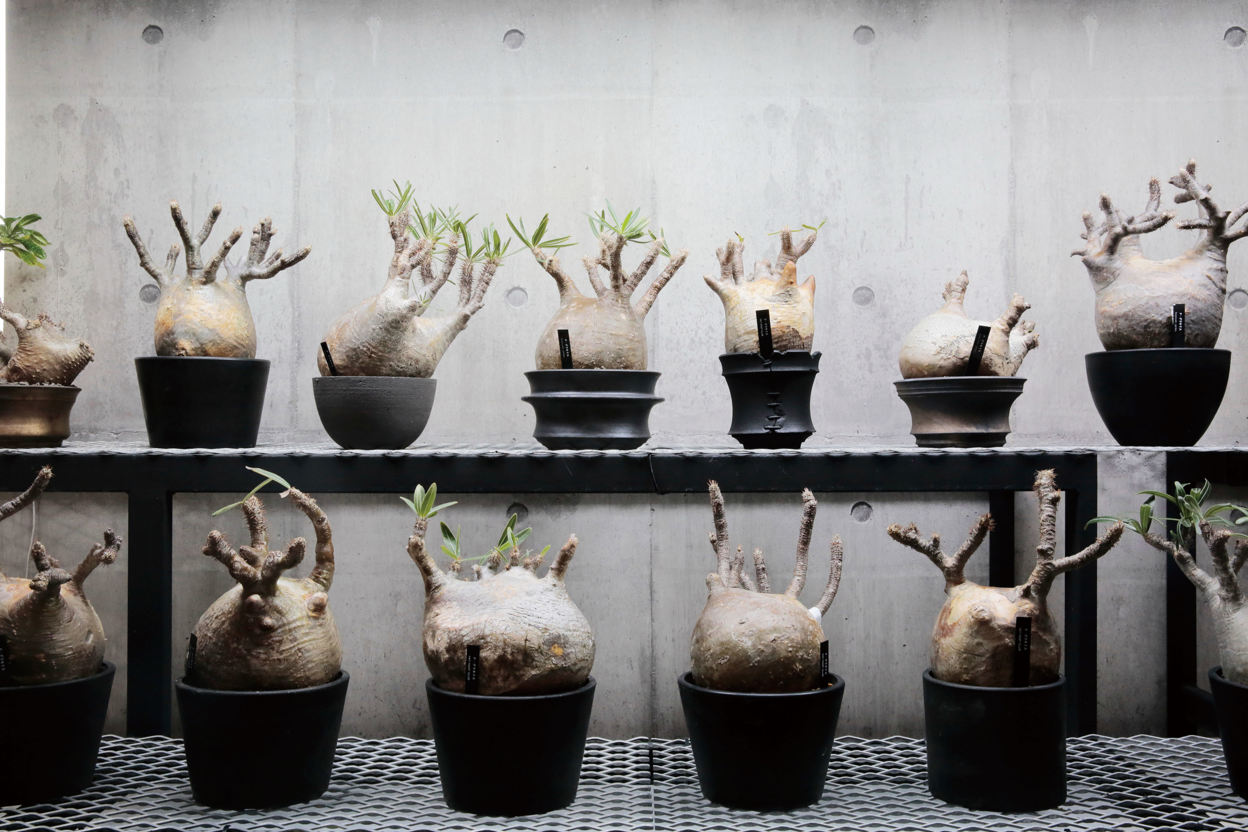 川崎町「KAWASEMI_G@RDEN（カワセミガーデン）」植物と鉢の