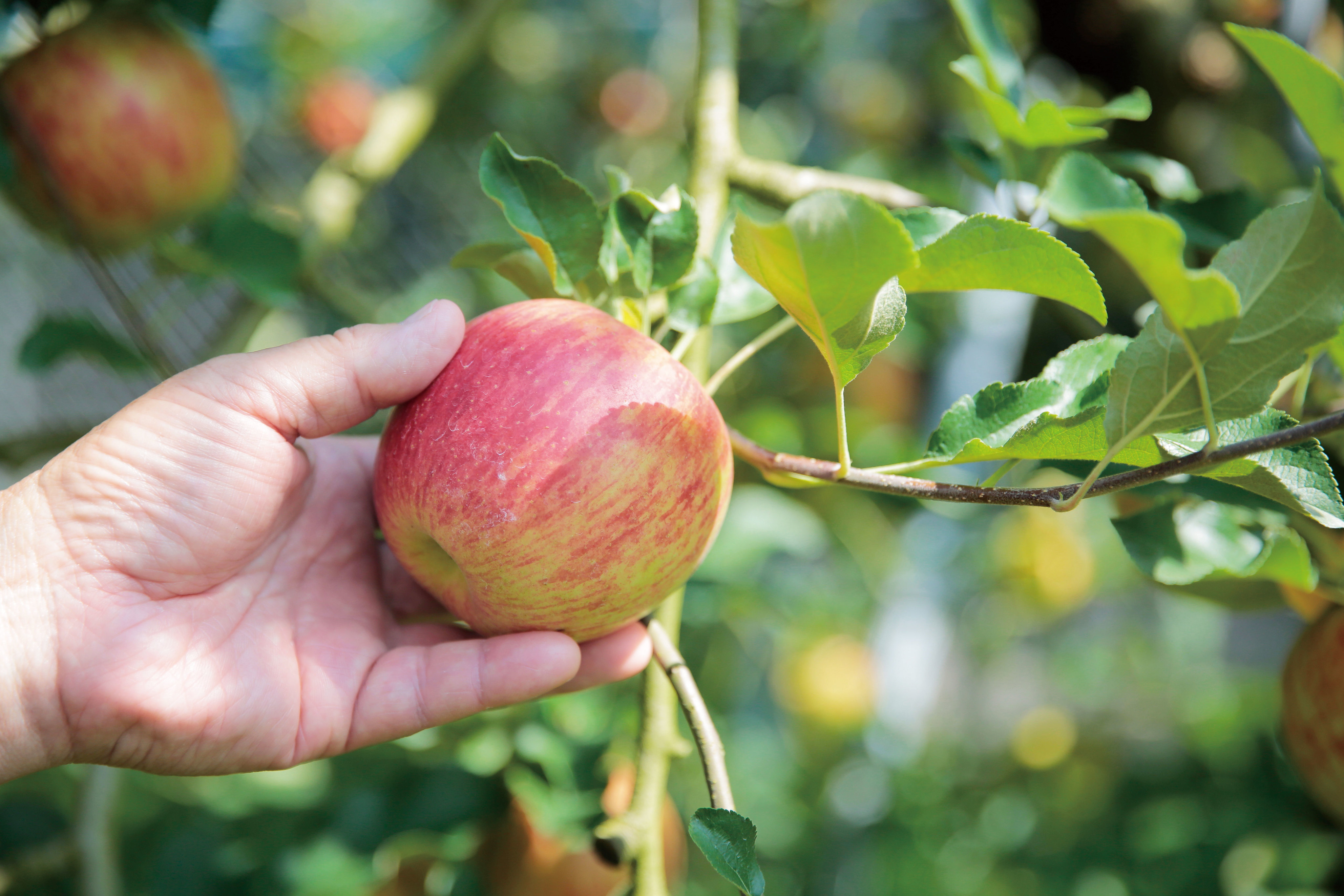 川崎町「川崎観光りんご園」美味しいりんごを10年先も。「父はりんご